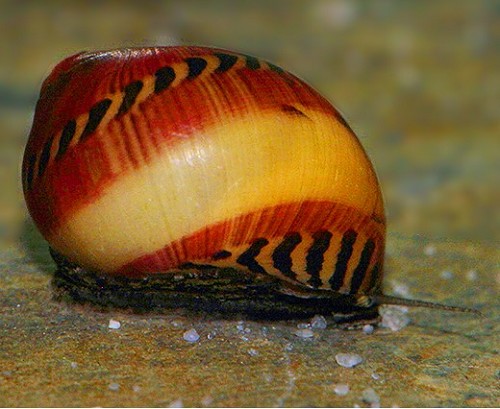 Vittina waigiensis- Red Racer snail